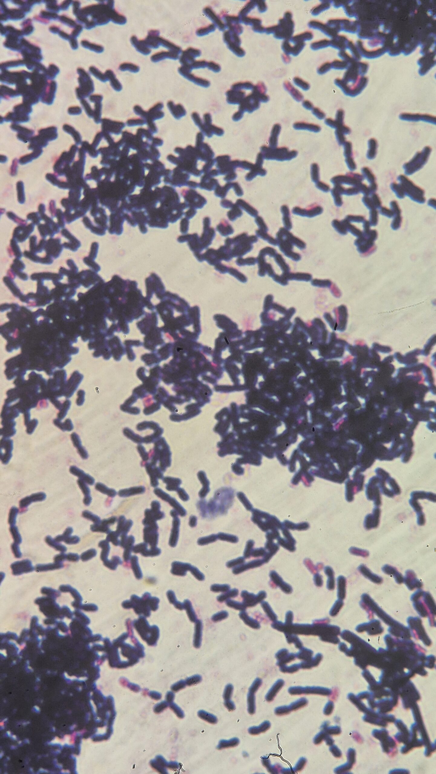 Bacillus subtilis