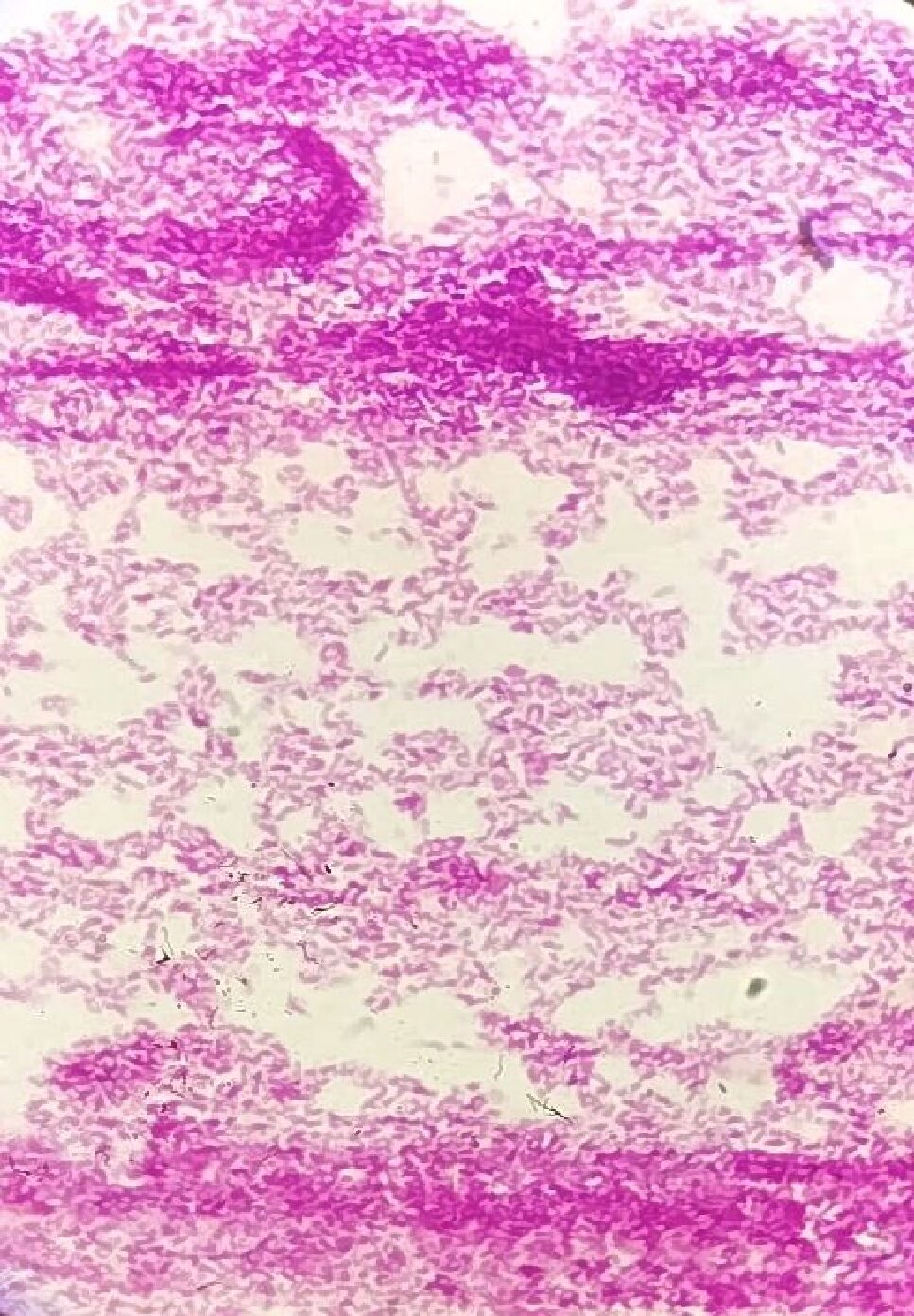 Bacteria001